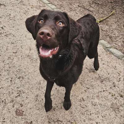 Hundetreffen-Spielrunde / Gassi gehen - gerne auch an der Leine-Bild