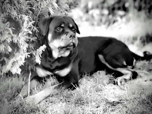 Foto-Challenge 76: Foto in Schwarz-Weiss-Beitrag-Bild