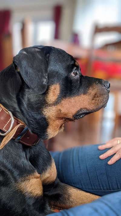 Rottweiler-Beitrag-Bild