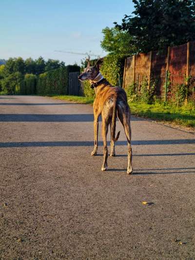 Windhunde - Treffen der besonderen Schönheiten
HERZLICH WILLKOMMEN-Beitrag-Bild
