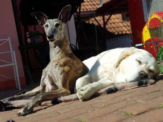 Windhunde - Treffen der besonderen Schönheiten
HERZLICH WILLKOMMEN-Beitrag-Bild