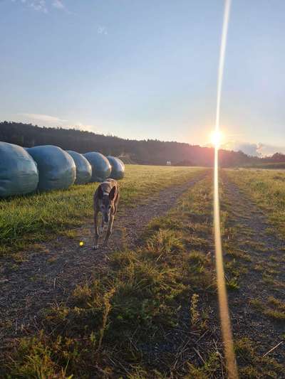 Windhunde - Treffen der besonderen Schönheiten
HERZLICH WILLKOMMEN-Beitrag-Bild