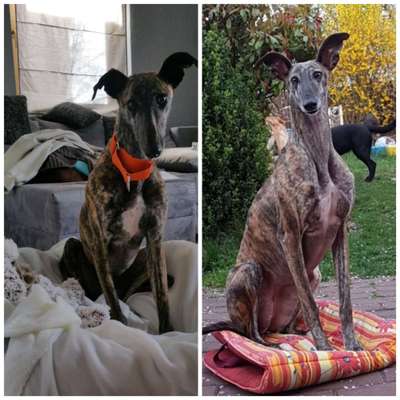 Windhunde - Treffen der besonderen Schönheiten
HERZLICH WILLKOMMEN-Beitrag-Bild