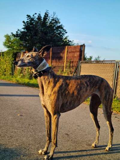 Windhunde - Treffen der besonderen Schönheiten
HERZLICH WILLKOMMEN-Beitrag-Bild