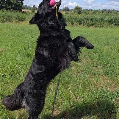 Was hat euch heute mit eurem Hund gefreut?-Beitrag-Bild