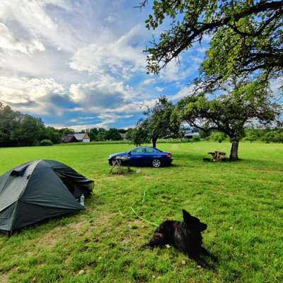 Camping mit Hund/en-Beitrag-Bild
