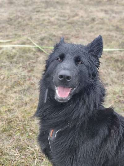 Fotosammlung: ,,Der natürliche Hund" Unbearbeitet, ungestellt und in Natura-Beitrag-Bild