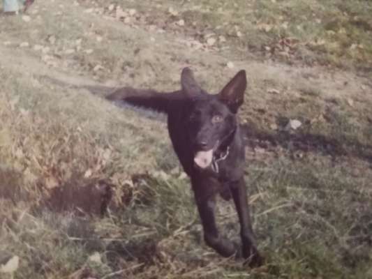 Alles rund um den Schäferhund, diskutieren erwünscht.-Beitrag-Bild