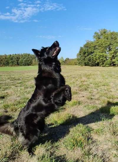 Schäferhund-Beitrag-Bild