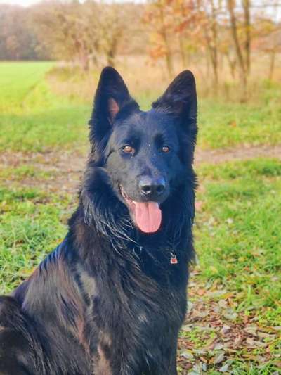 Mischlinge raten - Rätselspaß-Beitrag-Bild