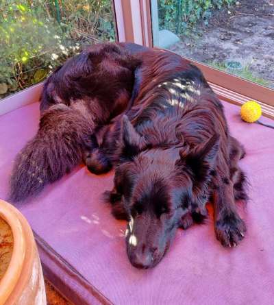 Alles rund um den Schäferhund, diskutieren erwünscht.-Beitrag-Bild