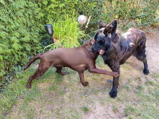 Alles rund um den Schäferhund, diskutieren erwünscht.-Beitrag-Bild