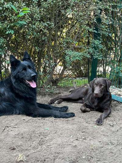 Alles rund um den Schäferhund, diskutieren erwünscht.-Beitrag-Bild