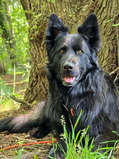 Zecken am schwarzen Hund besser (schneller) erkennen-Beitrag-Bild