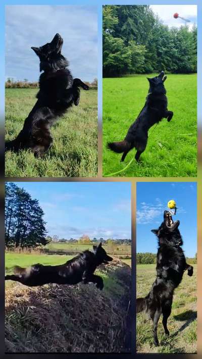 Neue Trendrasse - Bullydor und co.-Beitrag-Bild