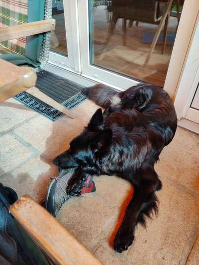 Alles rund um den Schäferhund, diskutieren erwünscht.-Beitrag-Bild