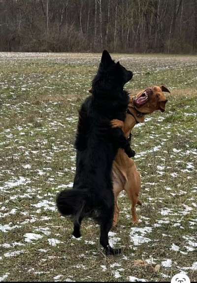 Immer mehr verhaltenauffällige Hunde-Beitrag-Bild