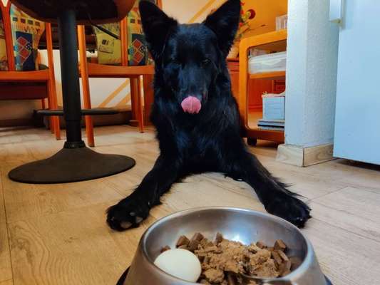 Alles rund um den Schäferhund, diskutieren erwünscht.-Beitrag-Bild