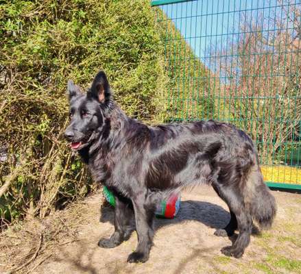 Deutsche Schäferhunde, Belgische Schäferhunde.-Beitrag-Bild