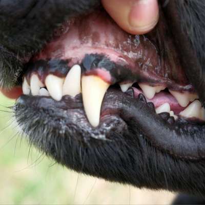 Zahnstein verhindern?-Beitrag-Bild