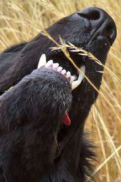 Zähne bei Schäferhund.-Beitrag-Bild