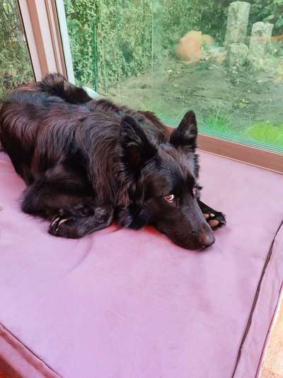 Alles rund um den Schäferhund, diskutieren erwünscht.-Beitrag-Bild