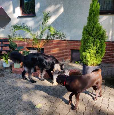 Alles rund um den Schäferhund, diskutieren erwünscht.-Beitrag-Bild