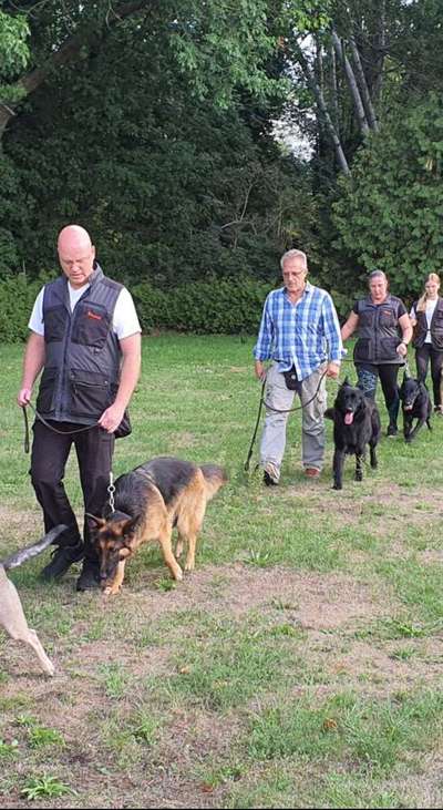 Alles rund um den Schäferhund, diskutieren erwünscht.-Beitrag-Bild