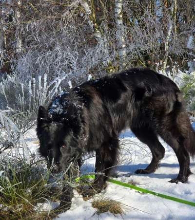 Spitzname(n) Deines Hundes-Beitrag-Bild