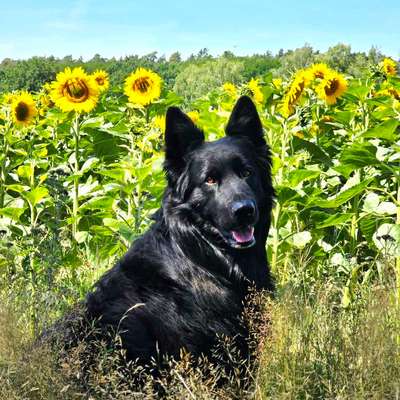 Was hat euch heute mit eurem Hund gefreut?-Beitrag-Bild