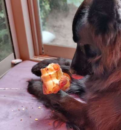 Hochwertiges / Bedarfsgerechtes Nassfutter (ohne Barfen), welches nur?-Beitrag-Bild