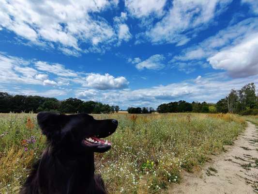 Alles rund um den Schäferhund, diskutieren erwünscht.-Beitrag-Bild