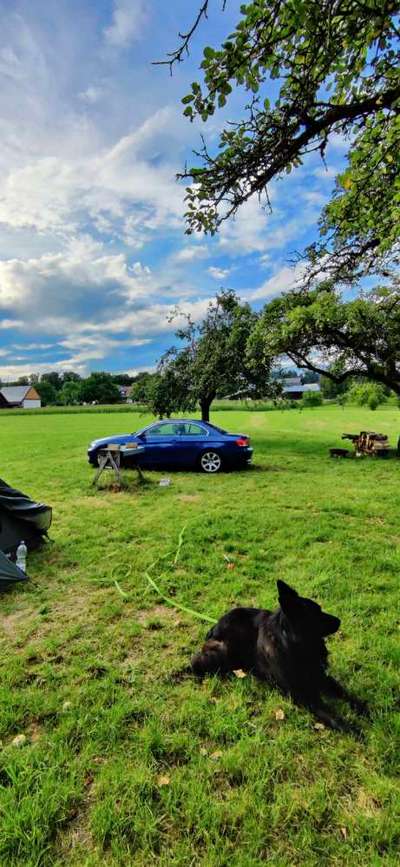 Welches Auto mit welchem Hund-Beitrag-Bild