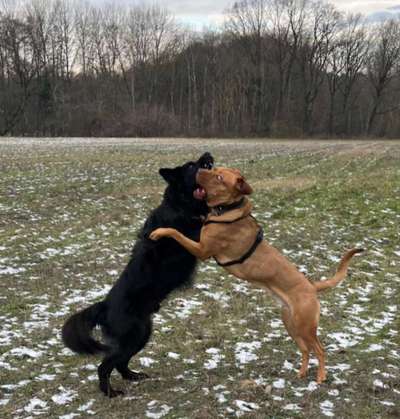Aggression beim Hund.-Beitrag-Bild