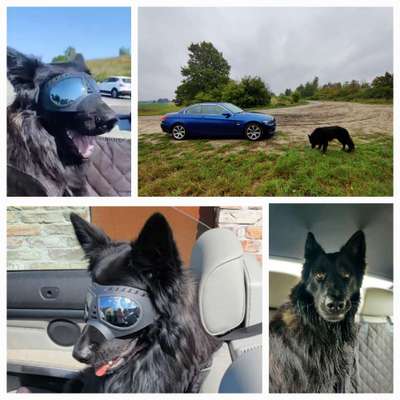 Welches Auto mit welchem Hund-Beitrag-Bild