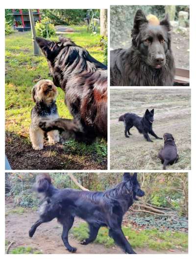 Alles rund um den Schäferhund, diskutieren erwünscht.-Beitrag-Bild