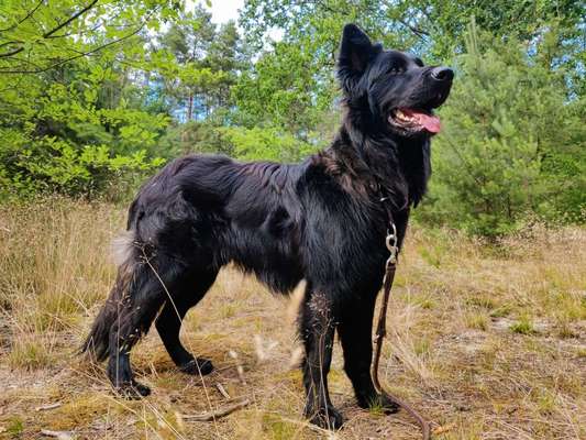 Alles rund um den Schäferhund, diskutieren erwünscht.-Beitrag-Bild