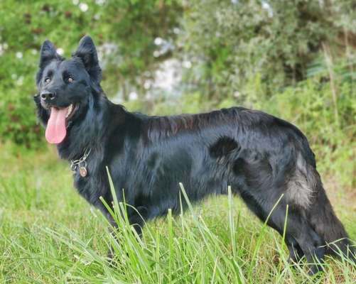 Alles rund um den Schäferhund, diskutieren erwünscht.-Beitrag-Bild