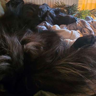 Was hat euch heute mit eurem Hund gefreut?-Beitrag-Bild