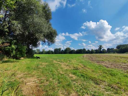 Alles rund um den Schäferhund, diskutieren erwünscht.-Beitrag-Bild