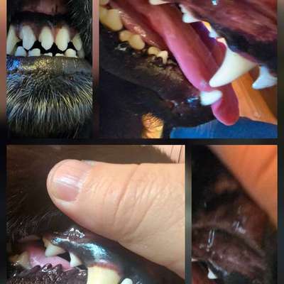 Technik mit der Emmipet-Beitrag-Bild