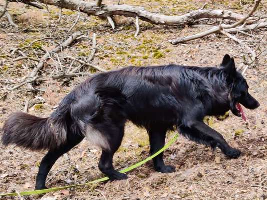 Alles rund um den Schäferhund, diskutieren erwünscht.-Beitrag-Bild