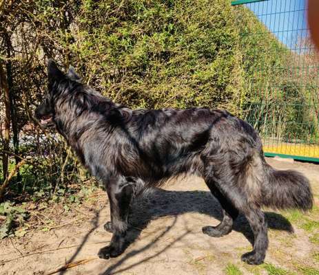 Alles rund um den Schäferhund, diskutieren erwünscht.-Beitrag-Bild