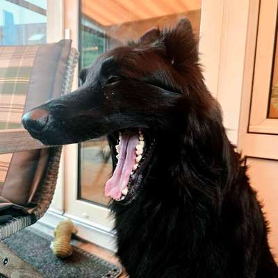 Was hat euch heute mit eurem Hund gefreut?-Beitrag-Bild