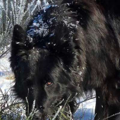 Was haben wir aus dem Hund gemacht?-Beitrag-Bild