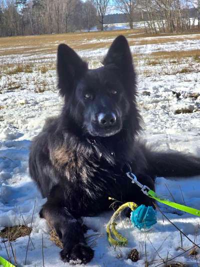 Welches Halsband trägt dein Hund und warum dieses?-Beitrag-Bild