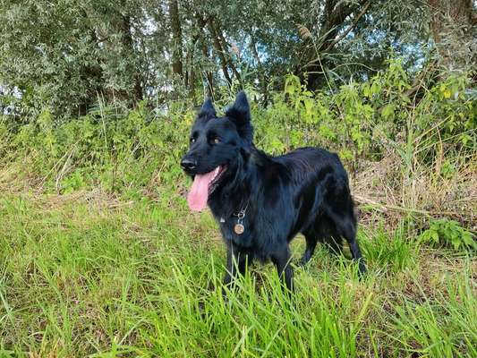 Alles rund um den Schäferhund, diskutieren erwünscht.-Beitrag-Bild