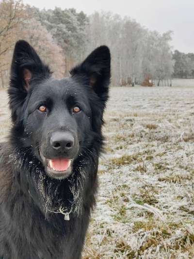 Dogorama Photo Challenge - Winterstimmung-Beitrag-Bild