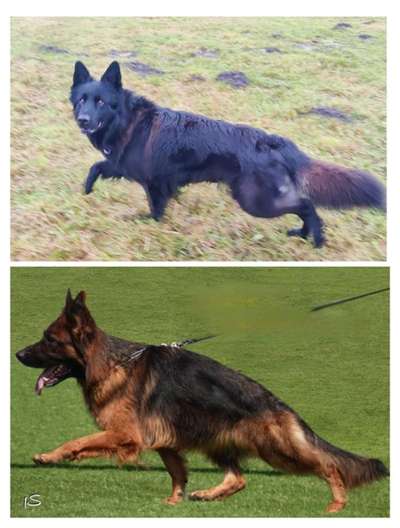 Qualzucht - Warum Aufklärung alleine nicht reicht-Beitrag-Bild