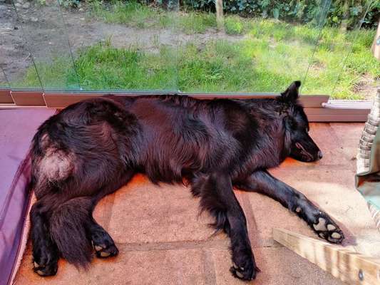 Alles rund um den Schäferhund, diskutieren erwünscht.-Beitrag-Bild